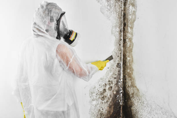 Best Commercial Mold Removal  in King George, VA