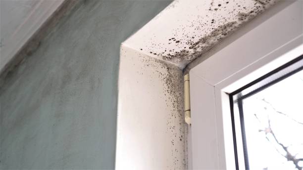 Best Crawl Space Mold Removal  in King George, VA