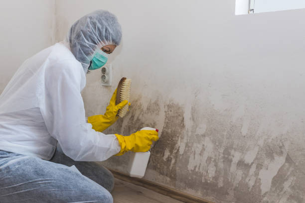 Best Mold Remediation  in King George, VA