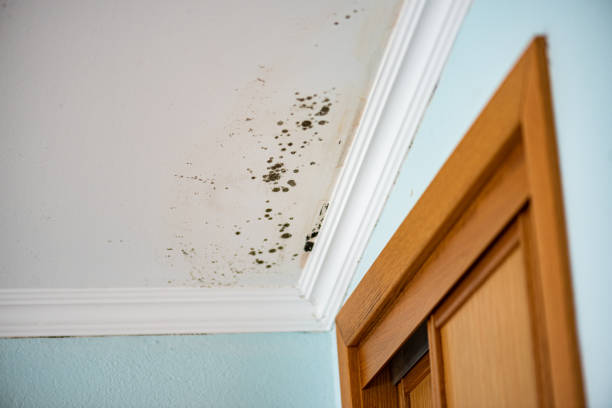 Mold Removal and Inspection in King George, VA