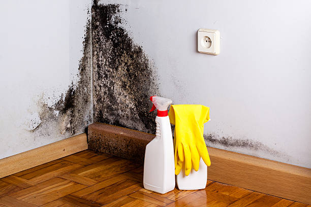 Best Residential Mold Removal  in King George, VA