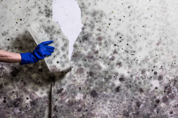 Best Professional Mold Removal  in King George, VA
